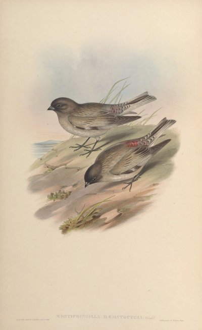 Montifringilla haematopygia by John Gould